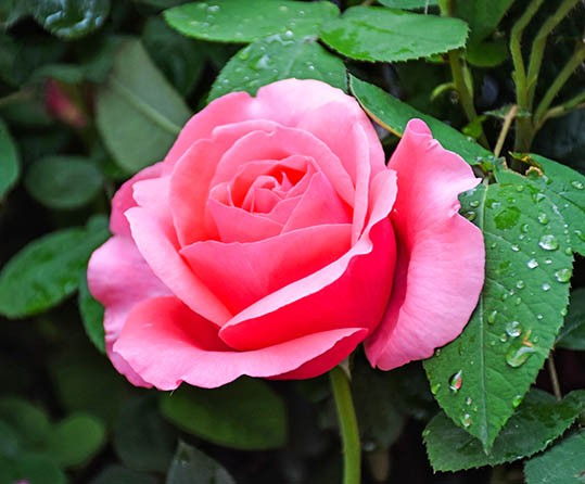 HARİKALAR DİYARINDAN MÜKEMMEL GÜL